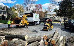 Best Hazardous Tree Removal  in Berryville, TX